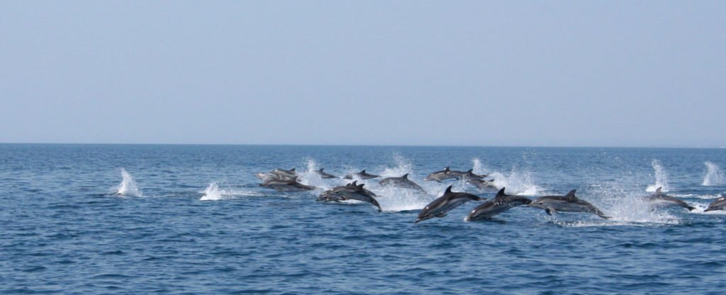Dolfijnen spotten op de Ionische Zee