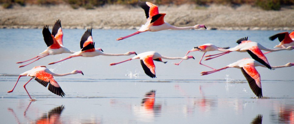 Flamingo's in Puglia vanaf B&B Villa Lavanda