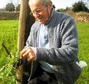 Palmino onze tuinman zoekt wilde cichorei