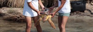 Sea turtles are rescued at Torre Guaceto