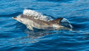 Dolfijnen spotten bij Taranto vanuit B&B Villa Lavanda