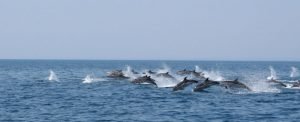 Excursie Dolfijnen doen vanuit B&B Villa Lavanda