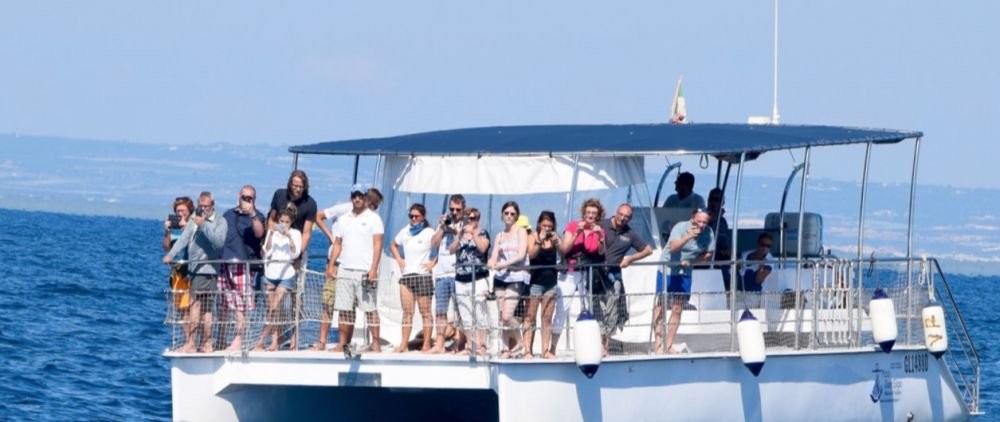Dolfijnen spotten op de Ionische Zee vanuit Taranto