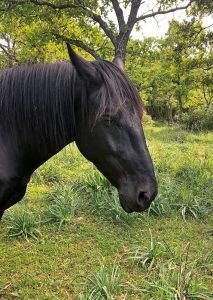 Murgese paard in het bos achter Masseria La Mandra