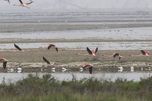 Flamingo's andere watervogels en ook vele roofvogels in Puglia