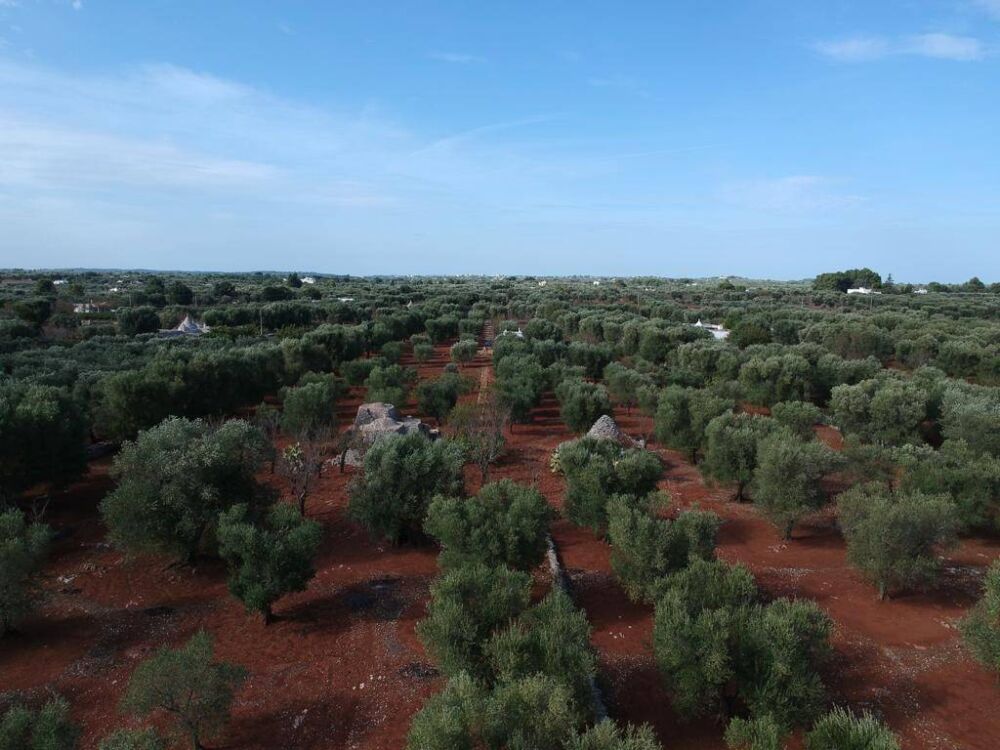 Huis Nr Te Koop In Puglia Masseria Ostuni B B Villa Lavanda