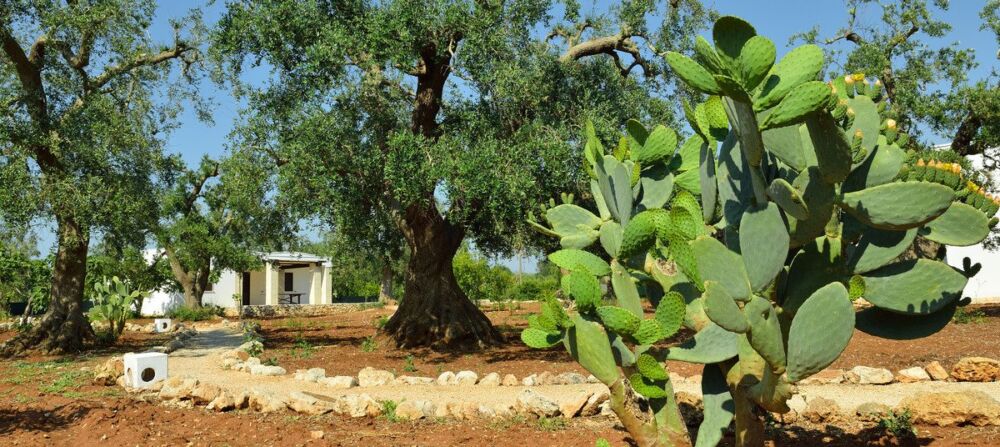 Huis nr. 11 te koop in Puglia op 6 km. van Lecce