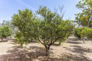 Omgeving van de koop zijnde villa in Puglia