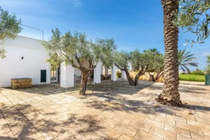 olijven en een palm bij jouw huis in Puglia