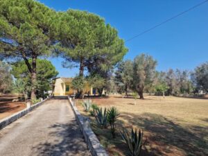 Villa et koop Puglia met pijnbomen en olijven