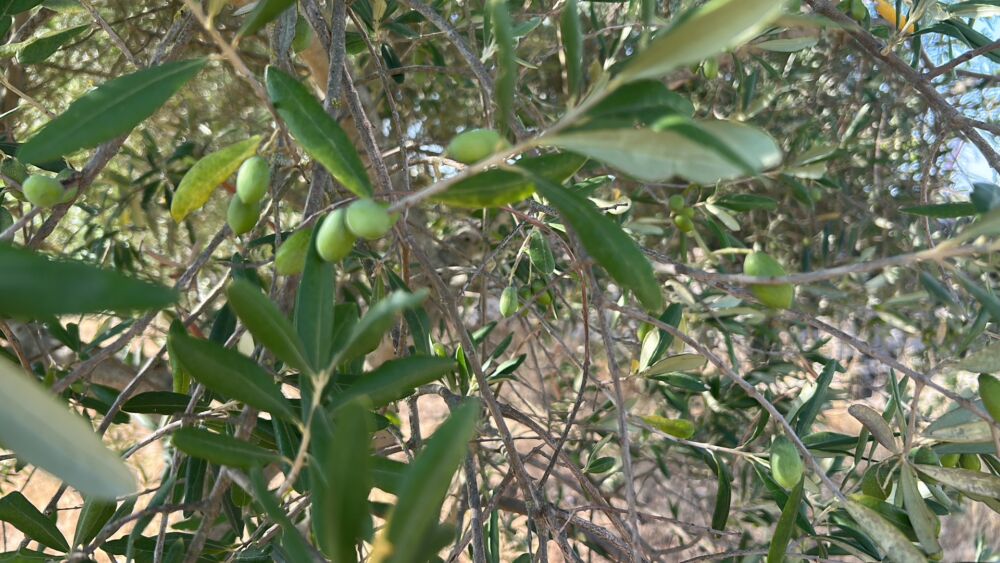 Olijven plukken in Puglia