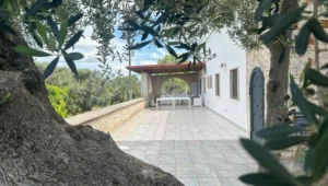 Villa met citrus en olijfgaard te koop Puglia
